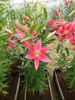 [4353 Viviana 2N VZ No01.JPG]